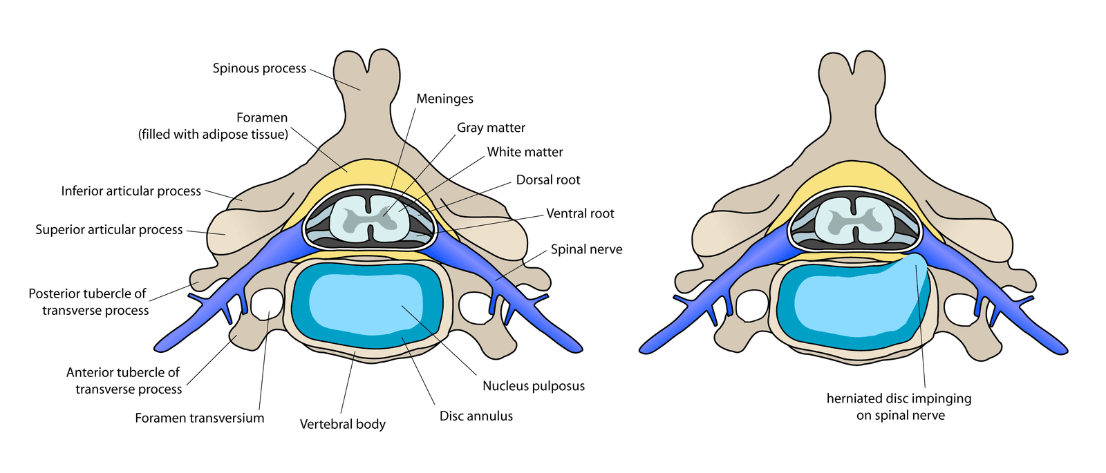 Cutaway view of the cervical spinal column  