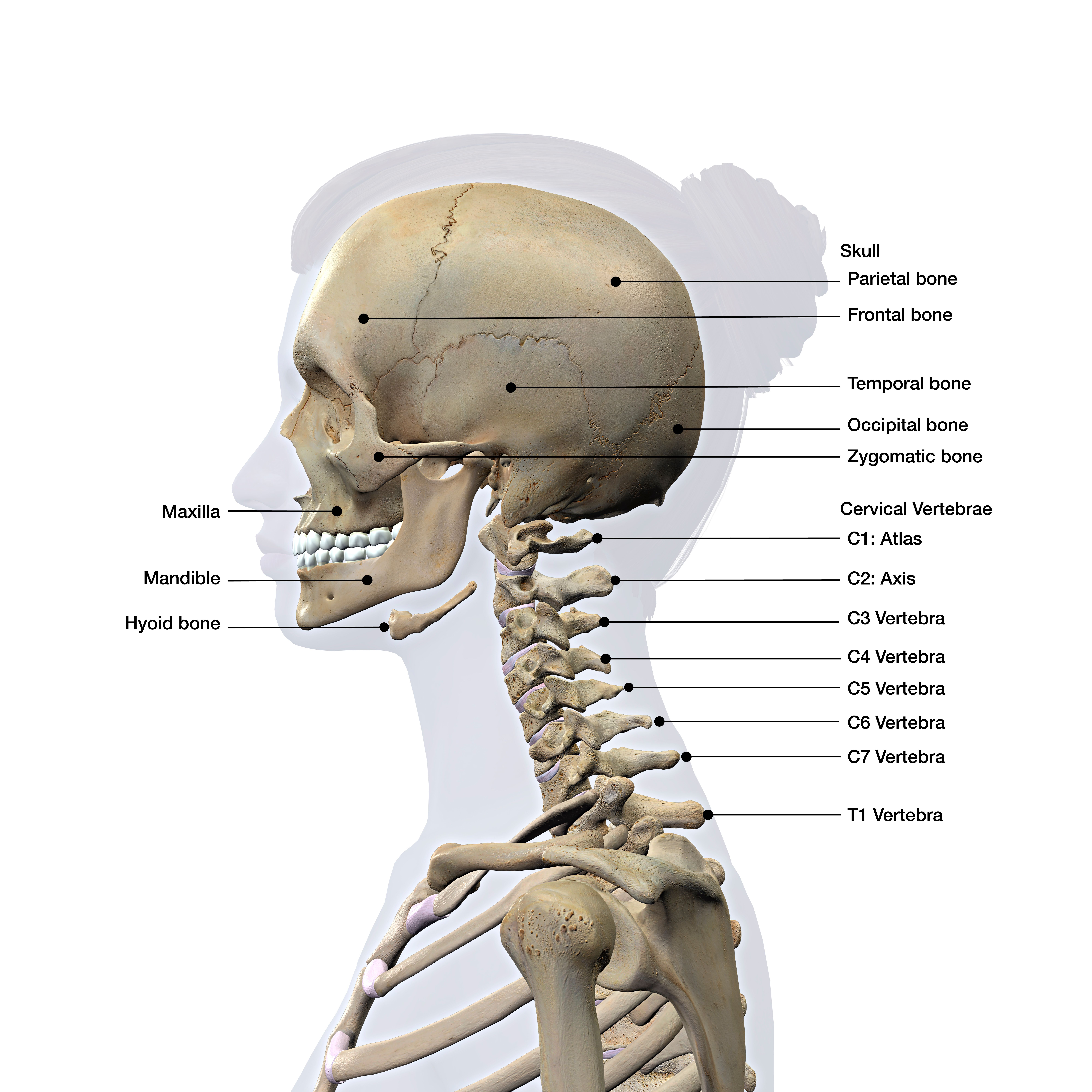 C Spine Labeed Side View.jpeg