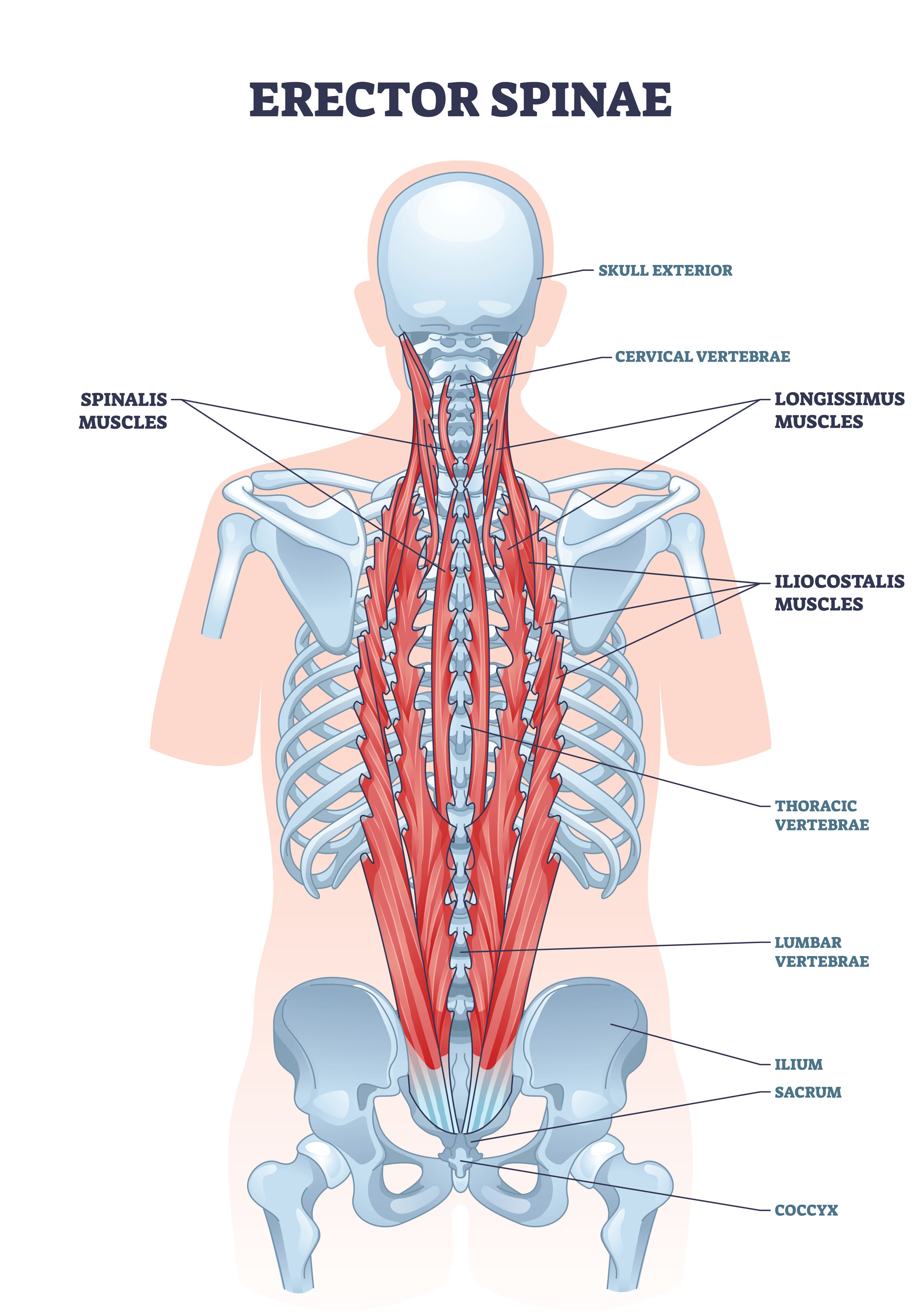 Spinal muscles diagram